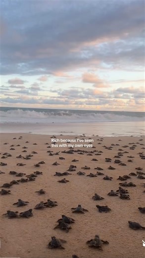 Watching baby turtles hatching is one of the best things about Costa Rica  Start your property search with us now to experience it for yourself. #CostaRica #BabyTurtles | Coldwell Banker Tamarindo Costa Rica | Facebook
