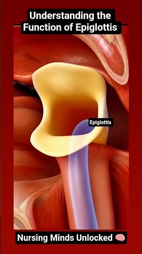 Visuals To Understand the Function of Epiglottis #medical #nursing #medicalstudent #nursingstudent