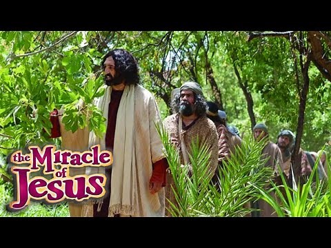 Jesus Curses a Fig Tree and Clears the Temple Courts | Miracle of Jesus Christ #11