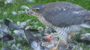 Female bird with feral pigeon prey. UK. The Eurasian sparrowhawk, also known as the northern sparrowhawk or simply the sparrowhawk, is a small bird of prey in the family Accipitridae.