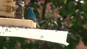 Indigo bunting spotted in New Brunswick