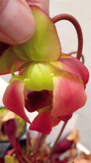 【食虫植物】ドラキュラ #サラセニア #食虫植物