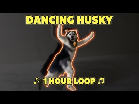 Husky Dance Meme [1 Hour ]