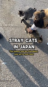 5.8K views · 125 reactions | STRAY CATS IN JAPAN  The fattest and the friendliest we've ever seen  #straycats #fypシ゚viralシ #japan #catreels #japanlife #lifeinjapan #fypシ #japanespecials | Japan ESPEcials | Facebook