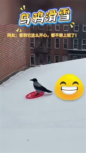 乌鸦🐦‍⬛这鸟是真厉害👍🏻 #animal #搞笑 #cute #乌鸦 #raven #滑雪 #winter