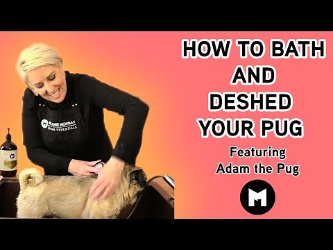 How to bath and deshed your Pug