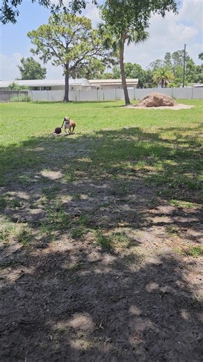 3.1K views · 49 reactions | Play time!! Stormy loves playing with toys. This active 2 year old pup is a driven dog who will make a great companion for an active, adventurous person. Come out to meet Stormy at CARE We are open Tuesday through Saturday from 10am-3pm and located at 1528 27th St in Ruskin | C.A.R.E. Animal Shelter (Critter Adoption & Rescue Effort, Inc.) | Facebook
