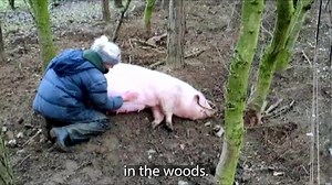 2.7K views · 251 reactions | Vic and her husband Richard raise rare-breed British Lop pigs in woodland on the edge of the Norfolk Broads. They had some exciting new arrivals this spring-a litter of 12 new piglets!  #SpringtimeontheFarm | This Week on the Farm | Facebook