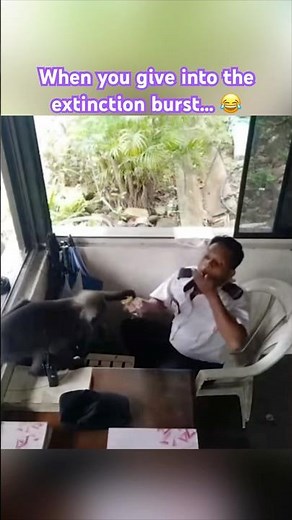Extinction BURST! #rbt #aba #bcba #appliedbehavioranalysis #behavioranalyst #abatherapy #psychology