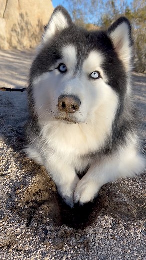 The sound of dirt between his toes is so soothing though! #foryoupage #siberianhusky #camphusky #husky #california #camping | Camp Husky