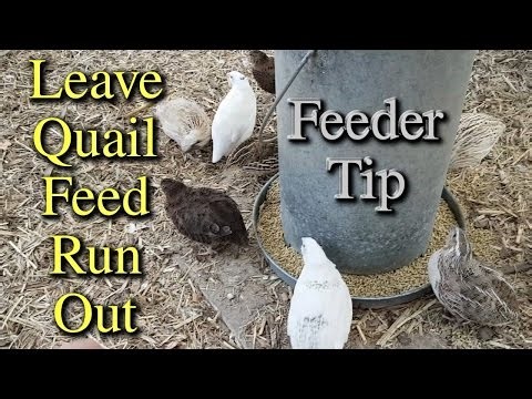 Why I Leave Quail Run Out of Feed TIP?