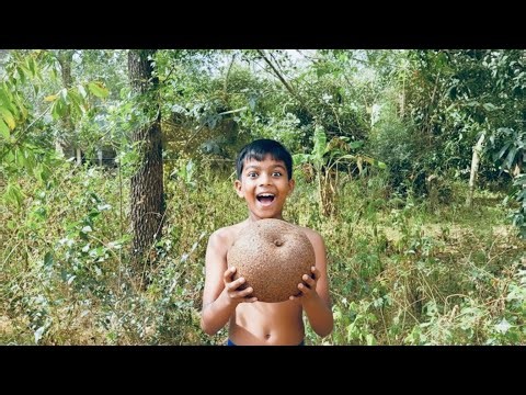 Tasting Fresh Wood Apple from the Tree