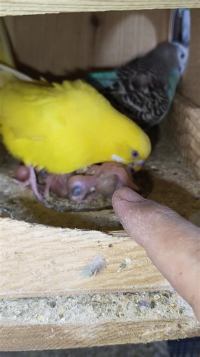 فتح عشوش عصافير البادجي الاسترالي أسرار النجاح #تربية_العصافير #birds