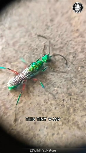 70K views · 1.5K reactions | Jewel Wasp  The BUG That Makes ZOMBIES! It looks beautiful — glowing blue and green. But its sting takes control of cockroaches’ minds. Turning them into obedient, walking meals. #jewelwasp #wildlife #animalfacts #1minuteanimals | 1 Minute Animals | Facebook