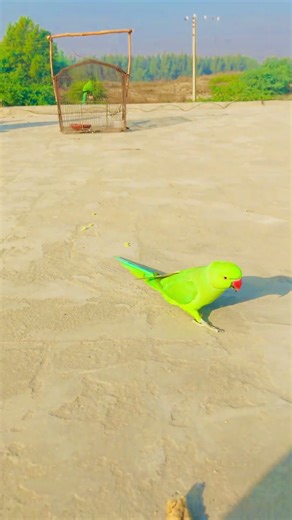 How to Build Trust With Your Parrot in 3 Days#flyingparrot #parrotflying #birds