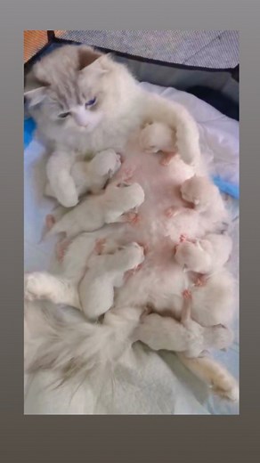 29K reactions · 1.5K shares | Beautiful cat breastfeeding her kittens , Mashalah  櫓 #cat #happy #life #breastfeeding | Moti Vation | Facebook
