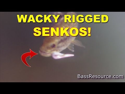Where and When To Fish A Wacky Rig | Bass Fishing