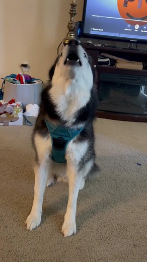 Alexa, play Haiku the Husky #viral#fyp#haikuthehusky#husky#dog