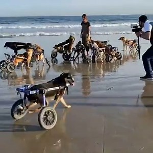 5.8M views · 217K reactions | "The wheelie babies love the beach. This morning we had journalists with us. It’s great to spread the word. We want everyone to realize that all babies are precious and deserve to have a happy, loving life. That’s what SFT is all about." SFT - Animal Sanctuary  殺 | Walkin' Pets | Facebook
