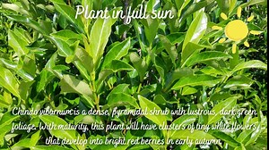 2.25 Chindo Viburnum Shrub