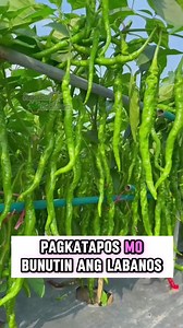261K views · 3.8K reactions | Huwag paulit-ulit taniman ang lupa ng parehong gulay o halaman. Subukan ang tinatawag na Vegetables Crop Rotation Techniques | Halaman Kaalaman | Facebook