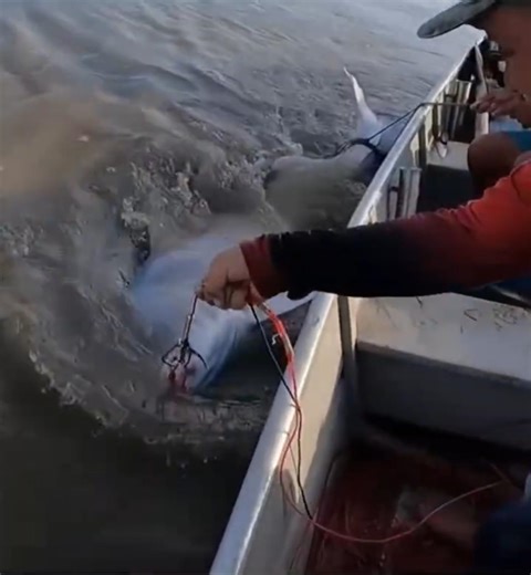 monstro da Amazônia 😱 piraiba gigante#fishing #viral #pescaria
