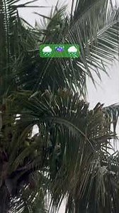 Non-Stop Mentha Toofan Rain in Porumamilla, Kadapa 🌧️ | Heavy Rainfall 2025