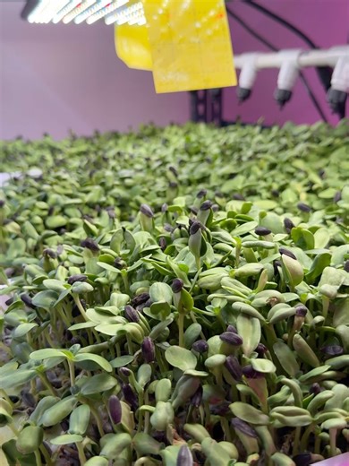 Downtown Highland Park on Reels