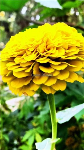 Beautiful spring flowers & fresh blooms with relaxing music #shorts