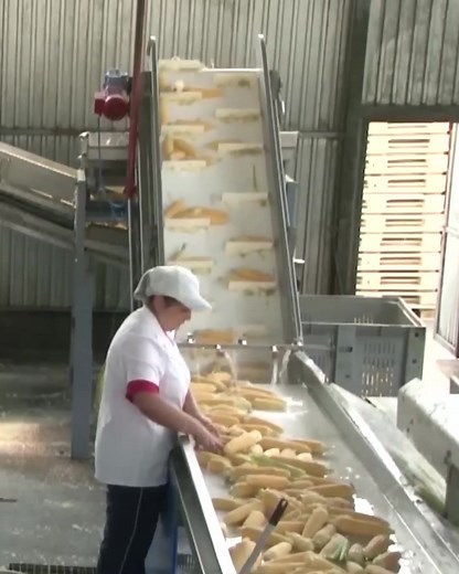 Proceso del Maíz Enlatado: De la Granja al Plato