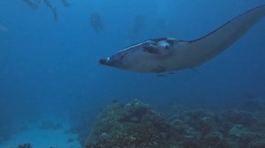 1.3K views · 15 reactions | Here are some September highlights from the Palau Aggressor II! Are you considering adding this trip your bucket list? Visit https://www.aggressor.com/destination/Palau to learn more! | Aggressor Adventures | Facebook