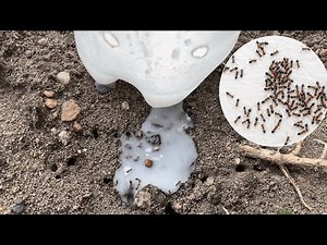Comment éliminer les fourmis en un clin d'œil avec cette astuce simple et économique !