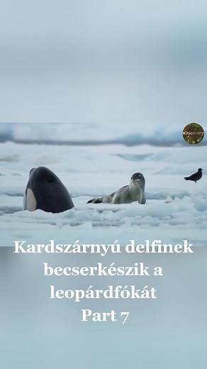 Kardszárnyú delfinek vadásznak a leopárdfókára