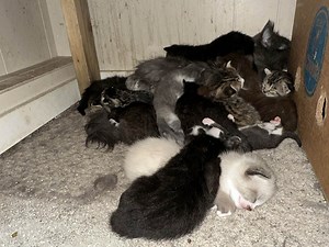 SPCA takes in more than 200 cats and kittens from northern B.C. home