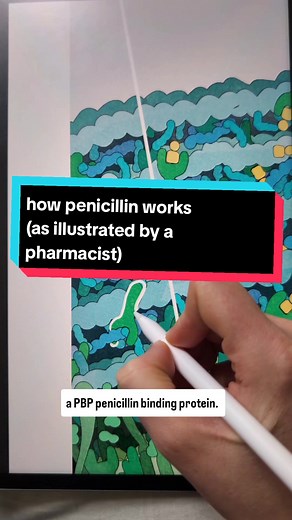 Understanding Penicillin: How It Works Explained by a Pharmacist