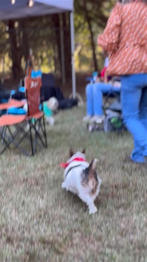 40 reactions · 10 comments | What is a family reunion without a singalong?? WARNING!! YOUR dogs may join in! | Georgia Jack Russell Rescue | Facebook