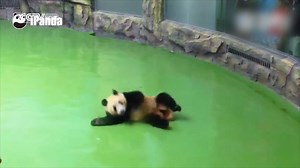 454K views · 941 shares | The Rio Olympic Games has just finished, with some great performances especially in the gymnastics. But have you ever seen a panda doing a floor exercise? Let’s take a look. | CGTN | Facebook