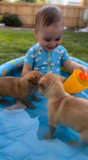A sweet summer moment: baby dogs water fun = pure joy 🥹💙 These two pups can’t resist jumping in and playing with him every time! If this doesn’t make your day brighter, nothing will ☀️🐾 #babiesanddogs #cutebaby #dogsoftheday #babyreels #funnydogs #doglovers #summerfun #backyardvibes #reelsviral #adorable #familymoments #puppylove #wholesomecontent | Top Dog Daily