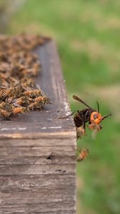 Some western honey bees fight back against a giant hornet (Vespa mandarinia). Although they fought bravely, it was difficult for them to inflict any real damage on the hornet. #apismellifera #gianthornet #murderhornets #beesvshornet #vespamandarinia #giantjapanesehornet #traditionalbeekeeping #japanesehornet #ススメバチ #traditionaljapanesebeekeeping #japannaturalbeekeeping #週末養蜂 | Honey Bee Swarm Catching