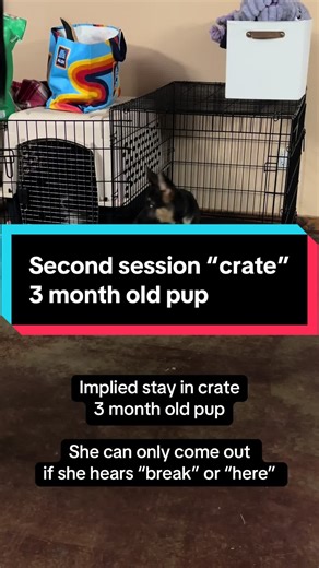 Training a German Shepherd Puppy on the Command 'Crate'