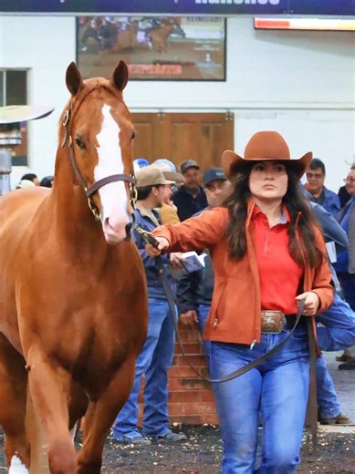 Caballos de carreras en subasta: Quarter Horse en venta