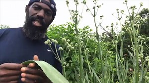 "What happens when the people who use this plant have been marginalized, have been under attack for a long time? The plant starts to go away, too." For today's #PlantInteractions focus of #BlackBotanistsWeek, we're sharing this clip from North Carolina botanist Justin Robinson's (a.k.a. Botany Bae and @countrygentlemancooks on Instagram) insights into rattlesnake master (Eryngium yuccifolium) and the connections it has with the people and animals who have lived with it for thousands of years. Th