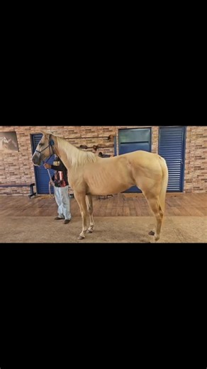 Venda de cavalos Brasil 🇧🇷 on Instagram: "🔥a venda🔥 Raça: Quarto de Milha. Grau de sangue: Puro de Origem. Registro: P186840. Nome: Cash Snippy Wood. Pai: Johnnie Walker Wood. Avô paterno: Okie Easterwood. (Docs Okie Quixote🇺🇸X Easter Hollywood🇺🇸). Avó paterna: Doc’s San SLN. (Doc’s Silver Lou X Flaming Siemon). Mãe: Miss Snippy Lenas. Avô materno: Smart Olena DP. (Smart Chic Olena🇺🇸x Única Vez). Avó materna: Snippy Lenas DP. (Lenas Cuttin Peppy x Snippy Hickory). Sexo: Fêmea. DN: 08/0