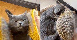 People Are Turning Their Durian Shells Into Cat Combs & The Kitties Actually Love        It