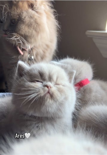 Sun bathing. Kitten baths. #catmom #bathing #cattery #nariscatterytx