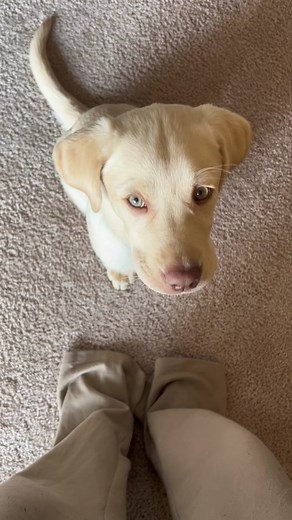 Remithegoodboy on TikTok