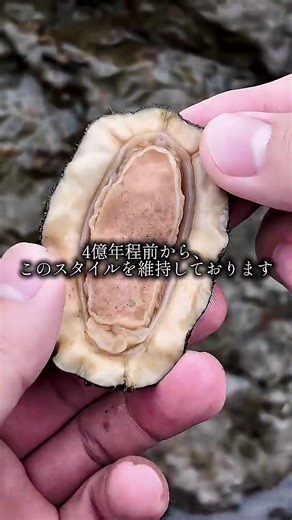 ヒザラガイと晩酌の楽しみ方