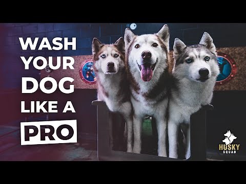 How To Bathe Your Siberian Husky + BEST TOOLS