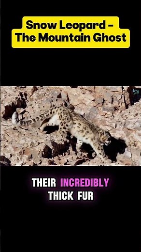 Snow Leopard The Ghost of the Mountains!