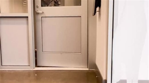 San Diego Humane Society on Instagram: "Some stories take time, and Apollo’s is a perfect example of what time, patience and compassion can make possible. After first coming into our care as a stray in April of 2022, Apollo spent time at both our El Cajon and San Diego campuses. Initially shy and fearful, Apollo slowly began to come out of his shell with the support of our team and volunteers. Over time, he made incredible progress — joining volunteers on Canine Adventures, building confidence a